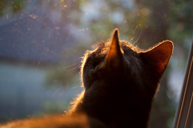 字母哥在焦点战证明自己，北京队正面击溃鹈鹕，跨越东西的胜利交响