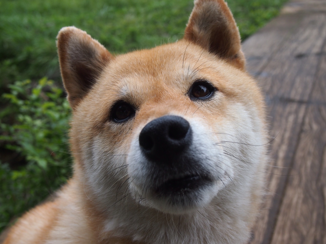 孤星闪耀，英格拉姆的季后赛之夜，个人能力的极致独白